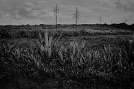 row of agaves in Portuguese landscape by Karel Ham thumbnail