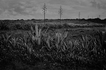 row of agaves in Portuguese landscape by Karel Ham