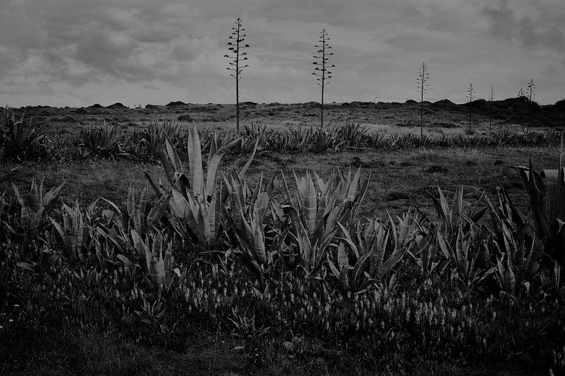 row of agaves in Portuguese landscape by Karel Ham