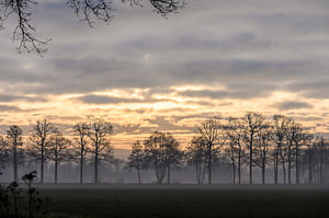 Bäume unter einem goldenen Himmel