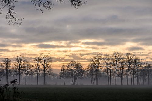 trees under a golden sky