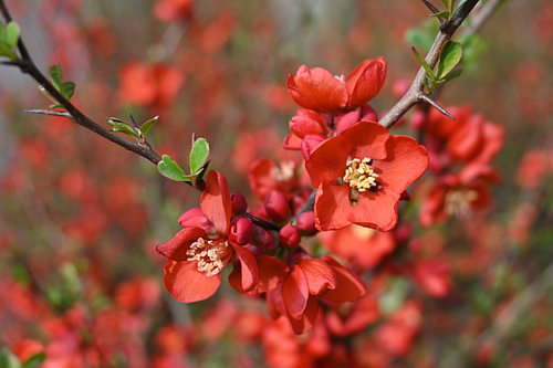 Rouge éclatant