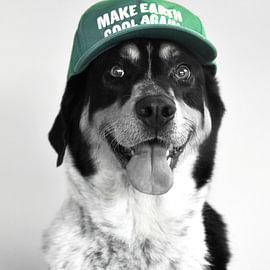 Chiens -  Moos, militant pour le climat sur Astrid van der Put