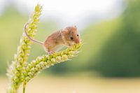 Souris naine dans les céréales