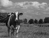 Cows by By Foto Joukje thumbnail