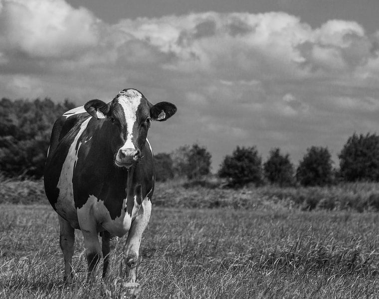 Cows by By Foto Joukje