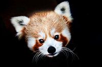 Portret Rode panda