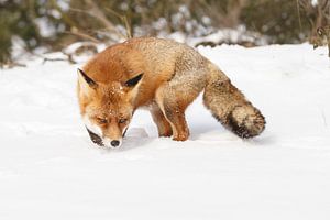 Un renard dans la neige sur Menno Schaefer