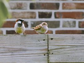 Mr and Mrs sparrow together on the fence by Miny'S