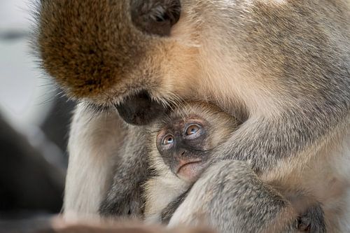 mother and young infant cuddling