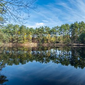 Reflection of Dennenbos in the Lommel Sahara by Kristof Leffelaer