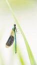 Meadow-beek damselfly hangs from the reed by Erik Veldkamp thumbnail