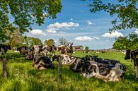 Koeien zoeken schaduw op in Bosschenhuizen Zuid-Limburg van John Kreukniet thumbnail