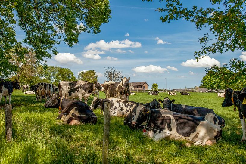 Kühe suchen Schatten in Bosschenhuizen Südlimburg von John Kreukniet