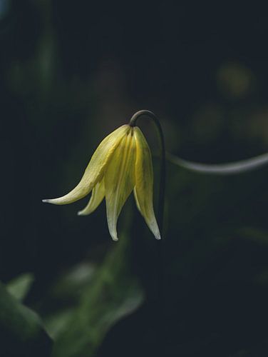 Schöne gelbe Blume.
