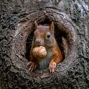 Eekhoorn met walnoot in een holle boomstam. van Albert Beukhof thumbnail