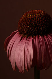 Warm, chic botanical elegance – Light falls on a sun hat by Marjolijn van den Berg