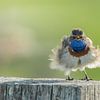 Bluethroat shakes up feathers. by Karla Leeftink