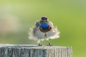 La Gorgebleue secoue ses plumes.