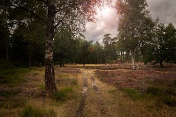 Nationalpark Dwingelderveld von Bo Scheeringa Photography