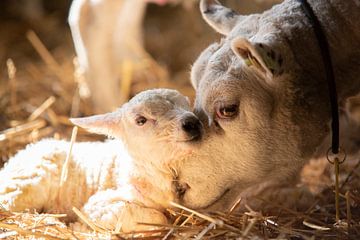 Newborn lamb by Danai Kox Kanters