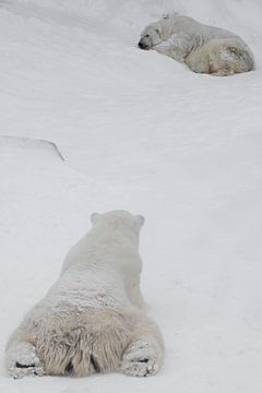 Achteraanzicht van achteren, van de achterkant van de kop) naar de ijsbeer, vanuit het gezichtspunt 