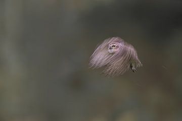 Burrowing owl in full flight by Larissa Rand