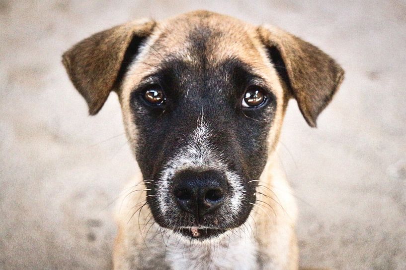 Puppy in Indonesië. van Erik Juffermans