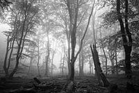 Speulderbos
