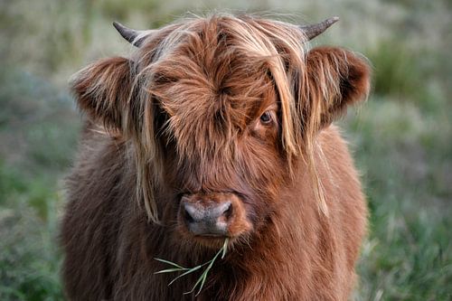 Hooglander