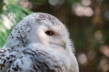 Snowy owl in Wildlands by Miranda Wijngaard