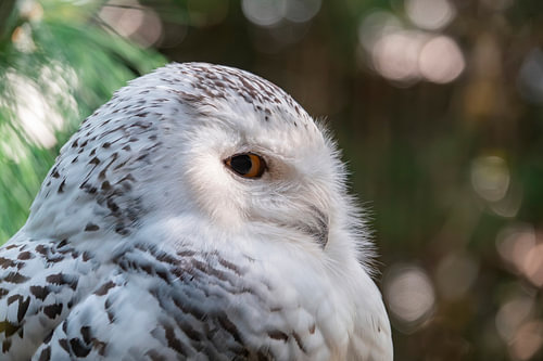 Snowy owl in Wildlands