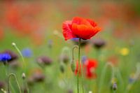 Only one can be the most beautiful.