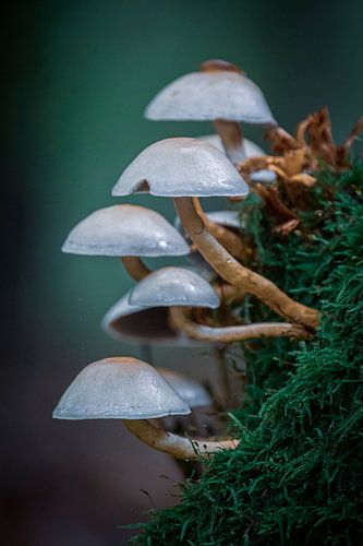 Les champignons en automne