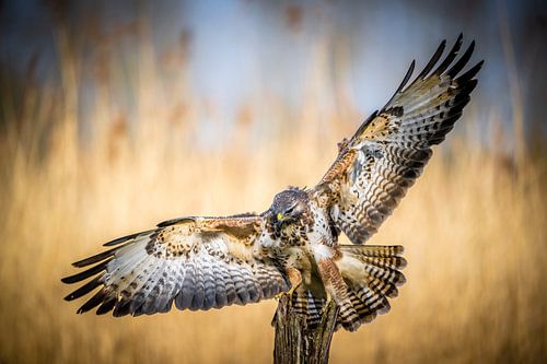 Aanvliegende buizerd.