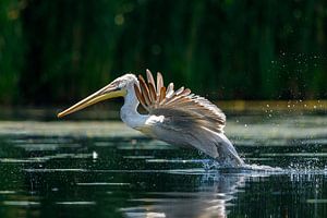 Pelikane im Donaudelta