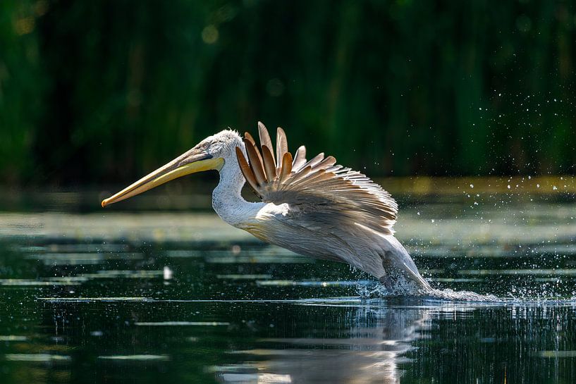 Pelikane im Donaudelta von Roland Brack