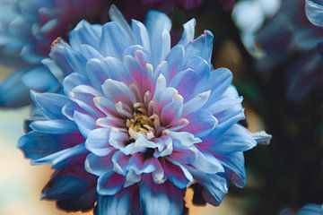 Dahlia Flower van Lotte Grit