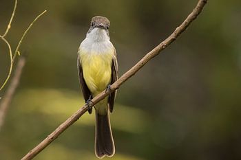 Vogel die de camera bekijkt