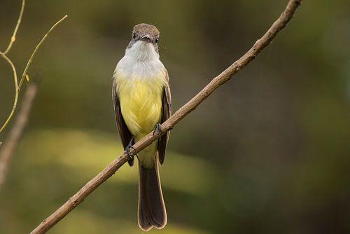 Bird watching the camera