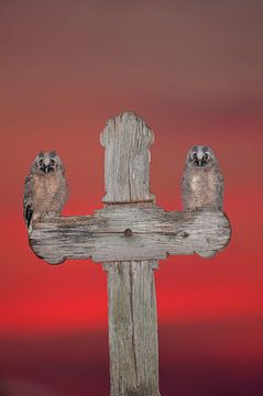 Two immature Long-eared Owls (Asio otus) sitting on a wooden cross by AGAMI Photo Agency