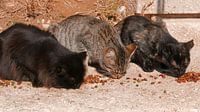 Drei Katzen in einer Reihe fressen Katzenbrocken in der warmen Sonne von Gert Bunt Miniaturansicht