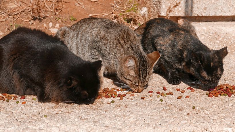 Drei Katzen in einer Reihe fressen Katzenbrocken in der warmen Sonne von Gert Bunt