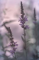 Summer flowers in pastel