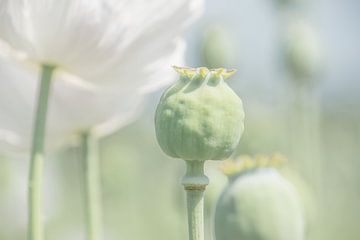 Witte klaproos, bloem en bol van Caroline Drijber