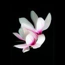 Magnolia van Peter Baak thumbnail