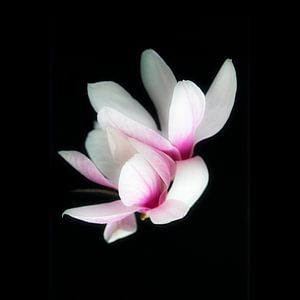 Magnolie