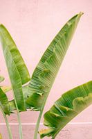 Mexico - Botanische vibes in Mexico | Groene palm voor roze muur | Reisfotografie