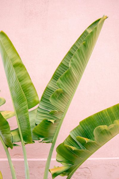 Vibrations botaniques au Mexique | Palmier vert devant un mur rose | Photographie de voyage au Mexiq par Raisa Zwart Tirages photographiques de voyage