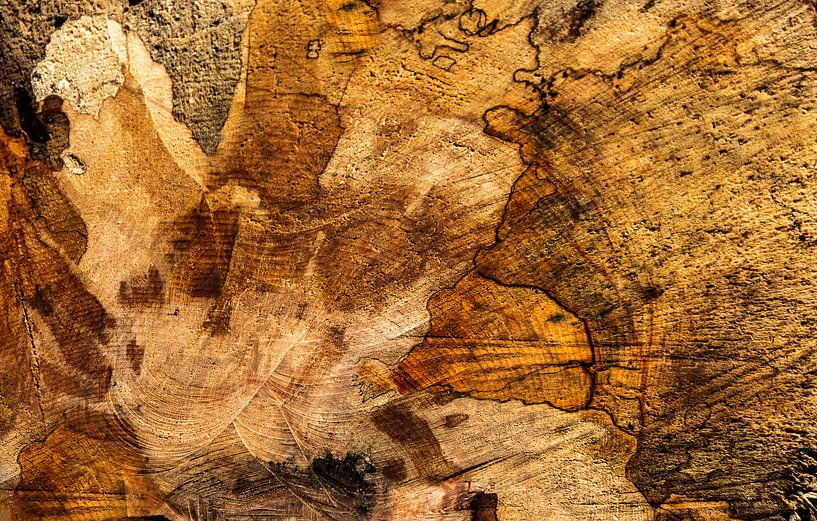 wood grains by Corrie Ruijer